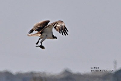 Osprey