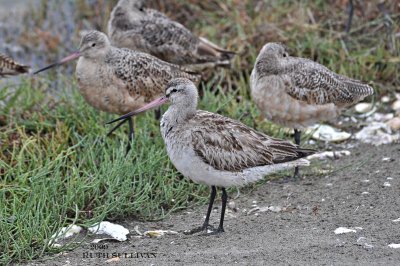 Bar-tailed Godwit