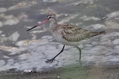 Bar-tailed Godwit