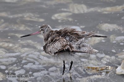 Bar-tailed Godwit