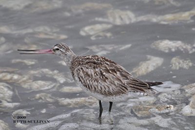 Bar-tailed Godwit