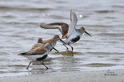 Dunlin