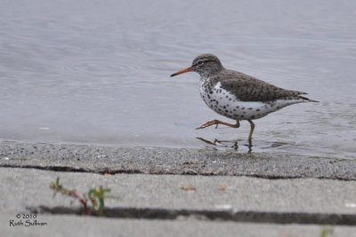 Spotted Sandpiper