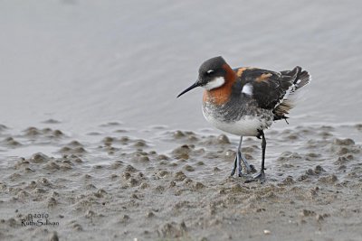 Red-necked Phalarope