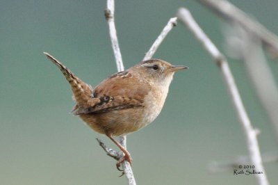 Marsh Wren