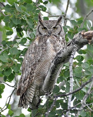 Great Horned Owl Eastern Subspecies