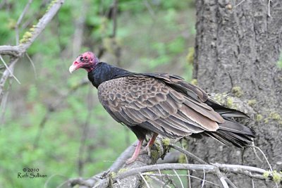 Turkey Vulture