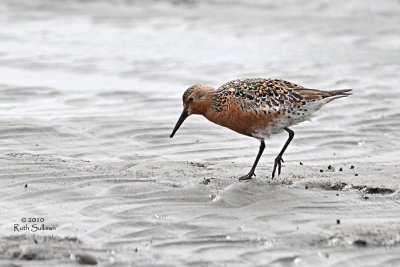 Red Knot