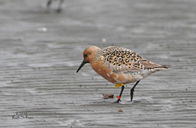 Banded Red Knot