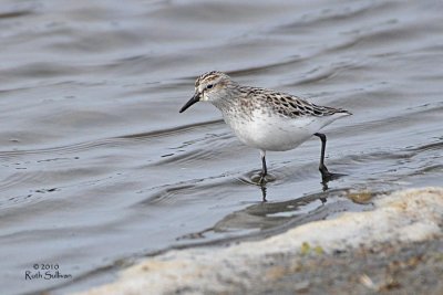 Semipalmated Sandpiper