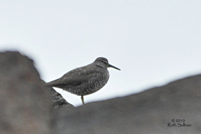 Wandering Tattler