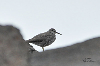 Wandering Tattler