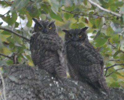 Great Horned Owls Nisqually 8-11-2010