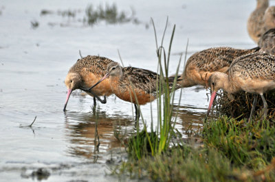 Bar-Tailed Godwit