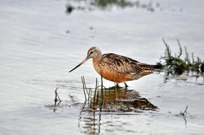 Bar-Tailed Godwit