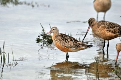 Bar-Tailed Godwit