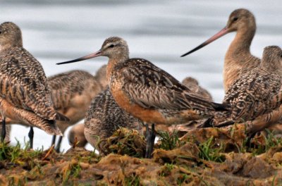 Bar-Tailed Godwit