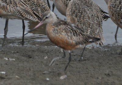 Bar-Tailed Godwit