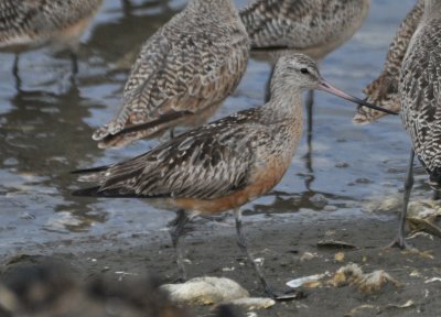 Bar-Tailed Godwit