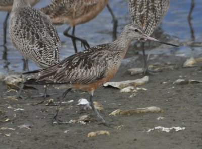 Bar-Tailed Godwit