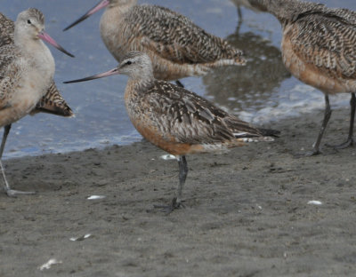 Bar-Tailed Godwit