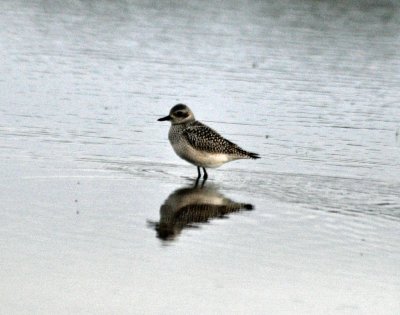 Pacific Golden Plover