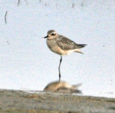 Pacific Golden Plover