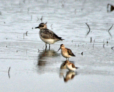 Pacific Golden Plover