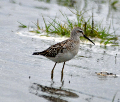 Pectoral Sandpiper