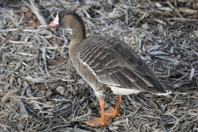 Taiga Subspecies White-Fronted Goose