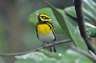 Townsends Warbler