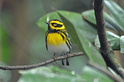 Townsends Warbler