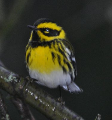 Townsend's Warbler