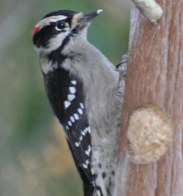 Downey Woodpecker