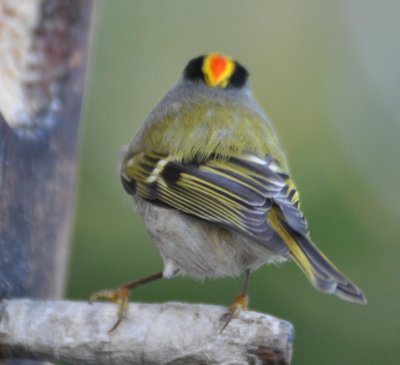 Golden Crown Kinglet