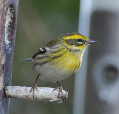 Townsends Warbler female