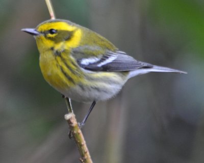 Townsends Warbler female