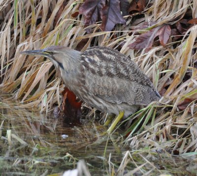 American Bittern