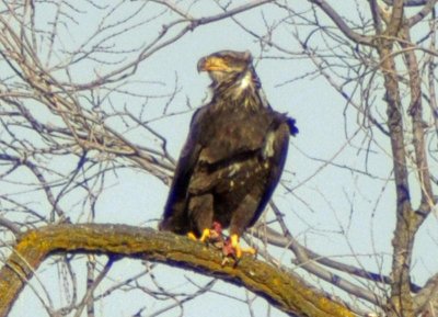 Golden Eagle