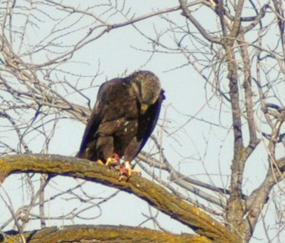 Golden Eagle