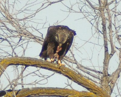 Golden Eagle