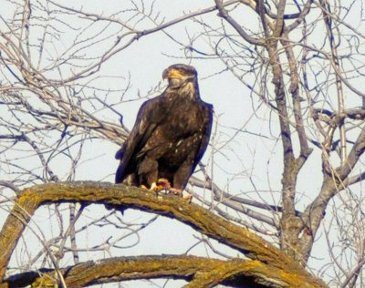 Golden Eagle