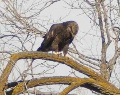 Golden Eagle