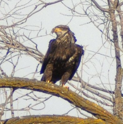 Golden Eagle