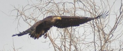 Golden Eagle