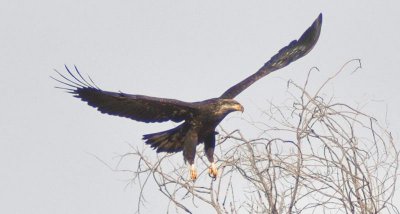 Golden Eagle