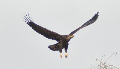 Golden Eagle