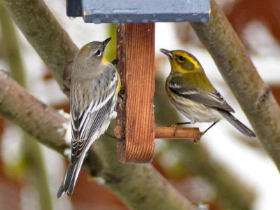 Yellow Rumped Warbler and Townsend Warbler