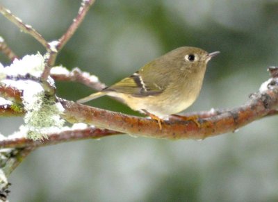 Ruby Crowned Kinglet