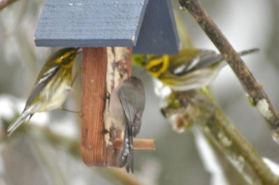 Townsend's Warblers and Bushtit